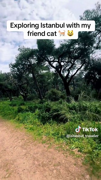 ☀️🏝️🐈 #island #istanbul #cat #türkiye #sunset #fyp