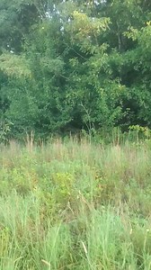 5K views · 99 reactions | Run Rabbit  run. | Catron's Kennel | Facebook