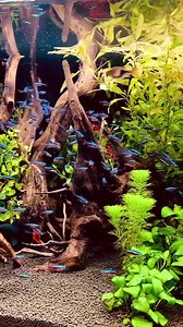 🌿🐟 This mesmerizing school of Cardinal Tetras captured by @keyrose_kei9 is a true freshwater delight! Their vibrant colors and synchronized movements bring life to any aquarium. 💙✨ #CardinalTetra #FreshwaterBeauty #AquariumGoals #UnderwaterCharm #AquariumInspiration #LiveAquariaCommunity | LiveAquaria.com
