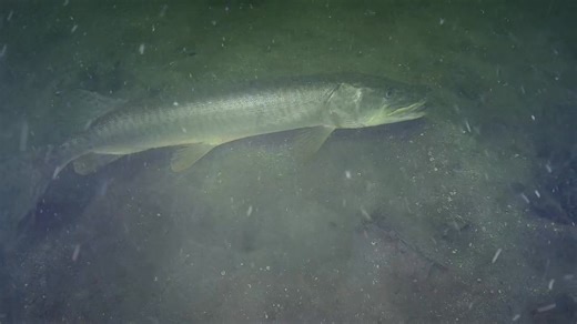 2.8K views · 69 reactions | WOW! Now that's some perspective! The SIZE of this tiger muskie compared to the pike circling it! Quite a bit of backscatter from using the QYSEA · FIFISH underwater drone 10,000 lumen lights with sediment floating around, but still too good not to share. Happy Fish Friday! Help Divebots by sharing this video. Thanks for watching! | Divebots | Facebook