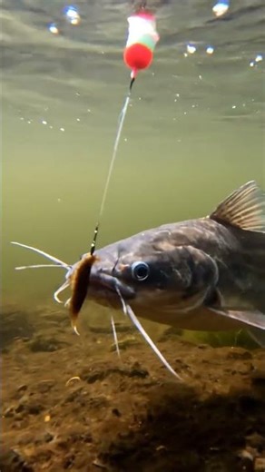 🎣 CRAZY Fish BITE! 🤯 You WON'T Believe What Happened! 🐟