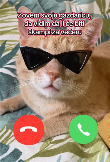 Dunja_macka on TikTok