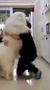 Try Not To Laugh | Funny Animals Compilation