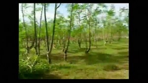 Malunggay the Miracle Tree? 🤔 | Lifeoilph