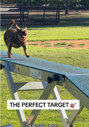 Chihuahua Mastering Agility Training Techniques