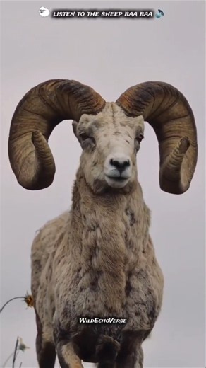 Do You Know This Animal? Amazing Sheep Facts & Real Sheep Sound 🐑 | WildEchoVerse