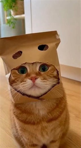 Cats Play Time! 😻 The Cutest Chaos Ever