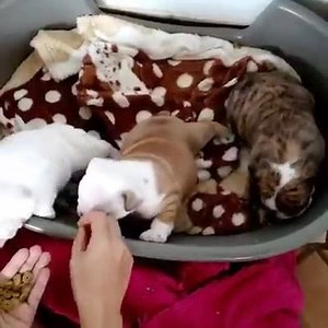 Nothing cheers us up more than widdle baby hungry bulldogs. #hungry #video #jmarcoz | Manny The Frenchie