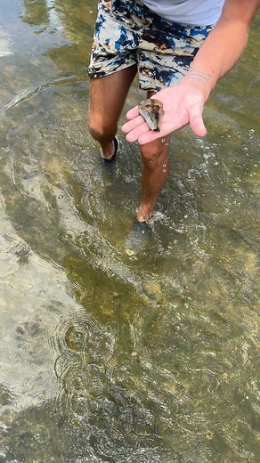 South Carolina MASSIVE Shark tooth find 🦈 #fossil #sharktooth #fossilhunting | Digging With Josh