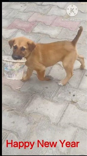 Happy New year song #viralvideo#songs