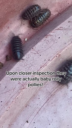 Catching Baby Rolly Pollies at the Park | Tiny Terrarium Wonders