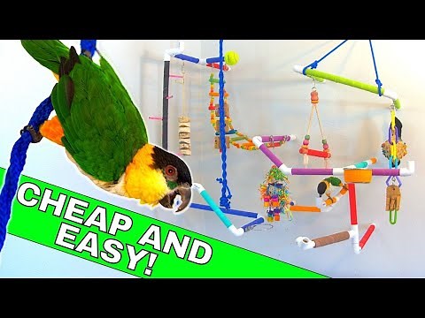 How To Build the Perfect Parrot Playground!