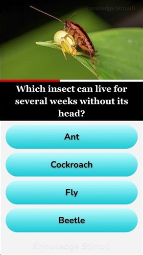 Which insect can live for several weeks without its head?