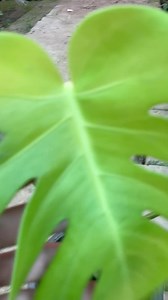 Monstera deliciosa Price 1800 Tissue culture plants 0344 0455805 | AGP Nursery Farm