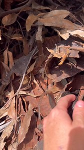 3.7K views · 56 reactions | Would you notice this hatchie Python if you walked past?  Summer and Wooly released a bunch of juvenile Coastal Carpet Pythons and this one decided to get straight into exploring! This is great other than the fact that we prefer to put them into slightly sheltered areas to give them a chance to escape prey on their first day of life! What a cutie! | Moreton Bay & Brisbane Snake Catchers 24/7 | Facebook