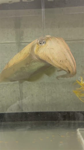モウゴウイカのモンちゃんです#水産大学校 #アクラス #かわいい #癒し #コウイカ #イカ釣り #aquarium