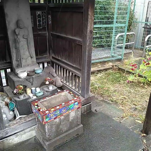 タチアオイ