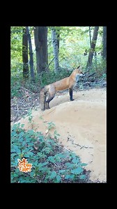 87K views · 1K reactions | Speedy digging; 30 minutes of den digging in a minute & a half  力 This is the time of year that male red foxes get den sites ready for spring. This new male fox seems to like this den here by an old railroad track  力 and spends early mornings getting it ready #wildlife #nature #fox #foxes #wildlife #lakeontario #animals #naturelover #newyork | Red Fox Tales | Facebook