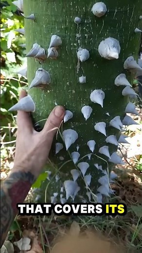 The Exploding Fruit Tree You Don’t Want to Touch