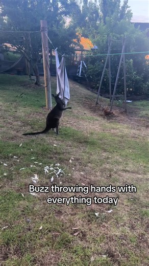 Kangaroo Behavior in Australia: A Closer Look