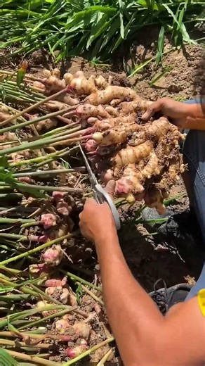 Techniques and methods for cleaning ginger stems. #shorts