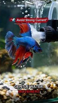 BETTA FISH CARE: 7 Simple Tips for a Healthy & Happy Betta! #Bettafish