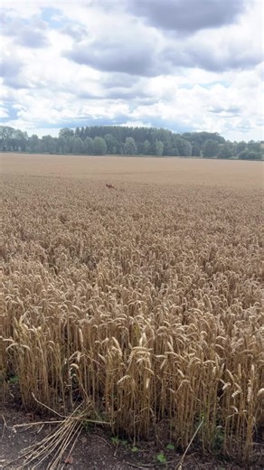 Redlabrusty_ on TikTok