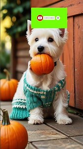 🐶 Cute Puppy Energy | Soft Relaxing ASMR Vibes