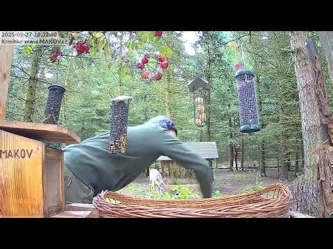 Kristýna uklízí a doplňuje krmení a Mufinka asistuje