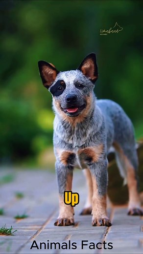 Facts About Blue Heeler 🔥#blueheeler | Animals Facts