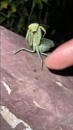 Defensive praying mantis