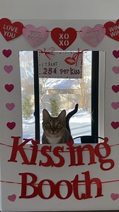 happy valentine’s day💕 #catsofinstagram #cutecat #cat #catlover #catmom #cutecat | The Loki Show