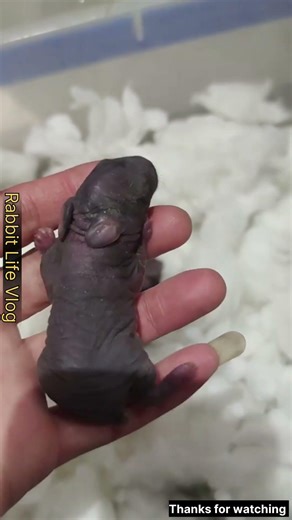 cute beutiful black baby rabbit 🐇 #babyanimals #cute #adorably #adoreble #babyanimalslist #entertain
