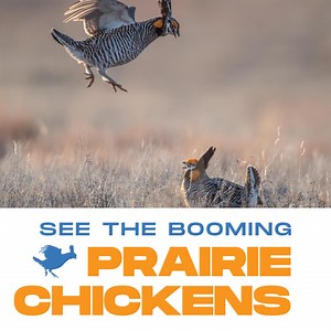 Here comes the boom. Every spring, prairie chickens demonstrate their dancing prowess, or booming, on the leks along the Platte River Valley. Don’t miss your chance to see the amazing sights and sounds of the booming prairie chickens in North Platte. Choose your experience: ✅ Guided Viewing Blind Tours — Take a bus trip with Dusty Trails to one of the busiest leks and watch the prairie chickens at sunrise ✅ Public Viewing Blinds — Reserve a spot in a public viewing with NCORPE to see the prairie