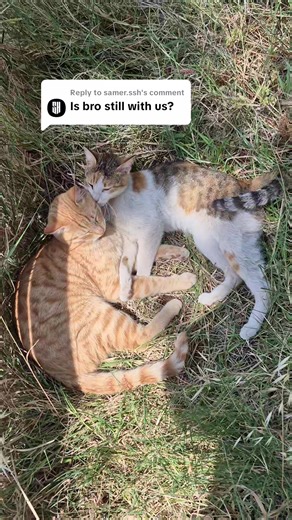 ‏Replying to @samer.ssh 😂😂🥰#cats #lebanon #explore #foryou