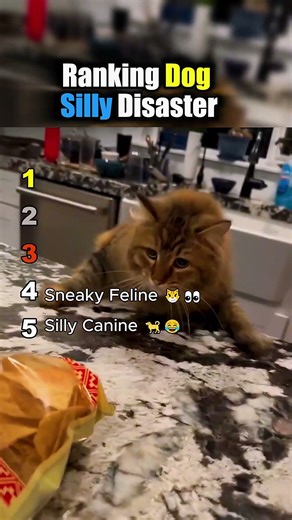 Ranking Dog Silly Disaster 🤣🐶 Funny Dog Chaos || #dogshorts #funnydogs @PawPals3