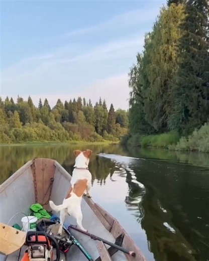 Capt. Jack Russell..🐕🏴‍☠️😅