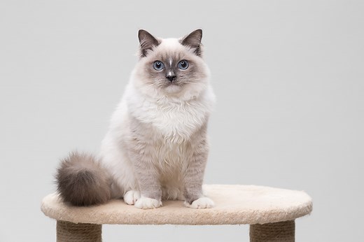 Blue Point Ragdoll Cat Breed Info: Pictures, Temperament & Traits - Catster
