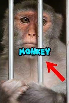 Monkeys Are Smarter Than You Think... #monkeys #animalfacts #animal #story #monkeyfacts