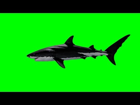 Realistic Great White Shark Swimming – Free Green Screen VFX Animation
