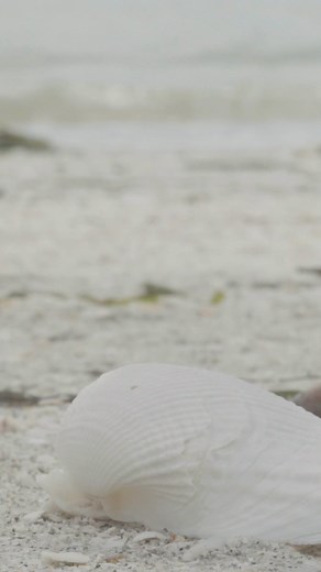 Back to shells for back to school. Meet the Angel Wing, a sister with a siphon...not to be confused with the “False Angel Wing,” which is in another family entirely. Follow along as José Leal, Ph.D. introduces us to more mollusks as the summer clams shut. #beachcombing #shelling #mollusk #sanibel #shelllover #seashell #changingseas | CHANGING SEAS