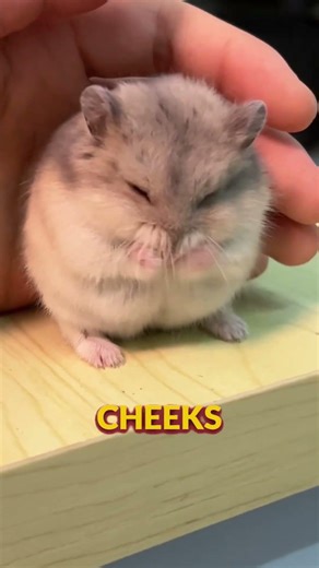 This Hamster Fact Is Crazy