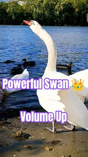 Don't Mess With angry Swan! Listen to This Hiss! 👑