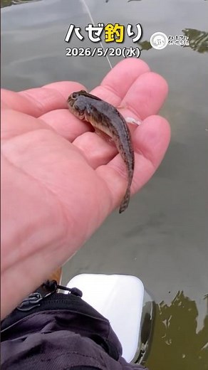 [Goby Fishing] Thank you for 3.5 million total views May 20, 2026 [Shorts] ①