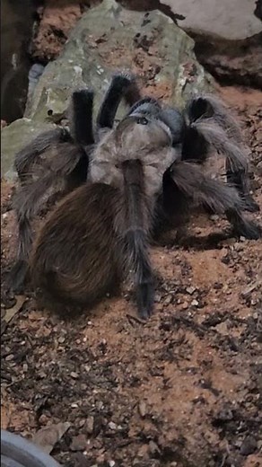 Desert Blonde Tarantula Up Close — Amazing Arachnid!