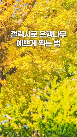 갤럭시로 은행나무 예쁘게 찍는 법 # #사진잘찍는법 #핸드폰사진 #사진작가 #사진 #smartphone #갤럭시