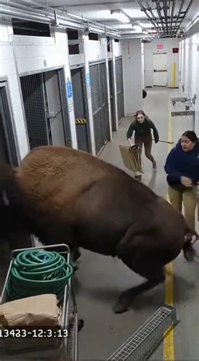 Bison Escapes Zoo Enclosure, Rams Employees GRASSLAND, USA — A bison escaped its enclosure at Grassland Wildlife Park Tuesday morning, ramming several employees before being safely contained, officials said. The incident occurred around 10:15 a.m. when zookeepers were conducting routine feeding in the bison habitat. According to park officials, the adult bison managed to push through a partially secured gate and charged at nearby staff. Three employees were injured, suffering bruises and minor f