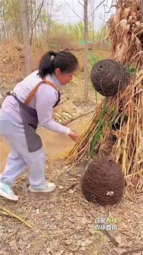 Pheasant Farm Life | Eggs Collection & Care Fresh Eggs#villagelife #farming #shorts