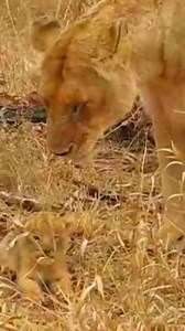 674K views · 10K reactions | #Cutest Lion #Cub #Roar! #shorts#lion | Lion baby | Facebook