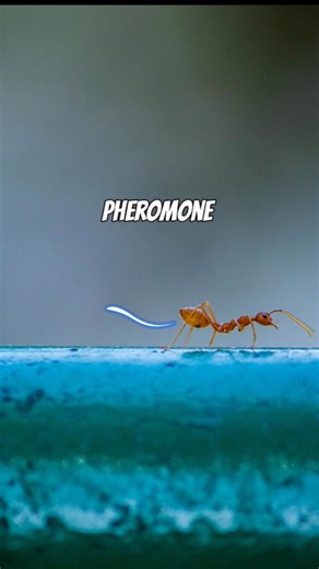 Why ants always move in a straight line || #ants #insects #nature